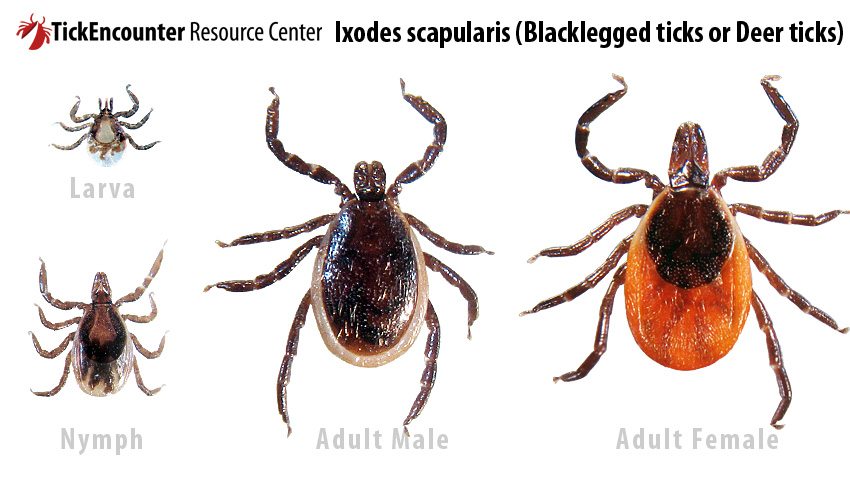 how to remove deer ticks safely