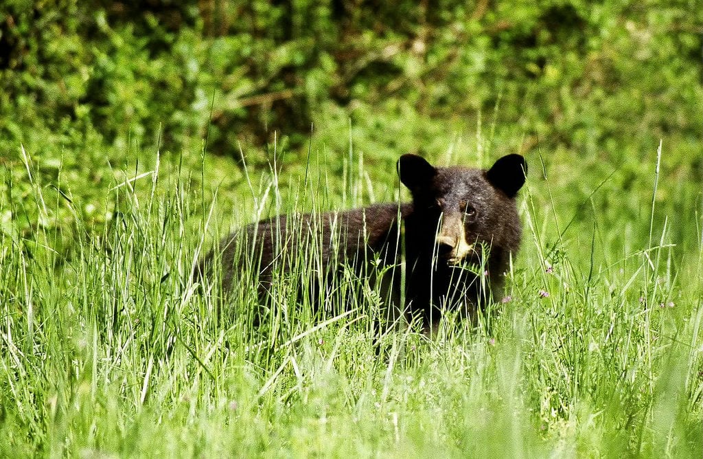 most dangerous predators in north america