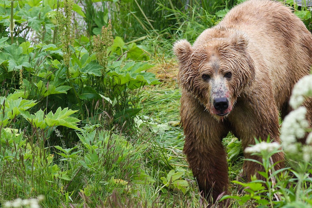 most dangerous predators in north america