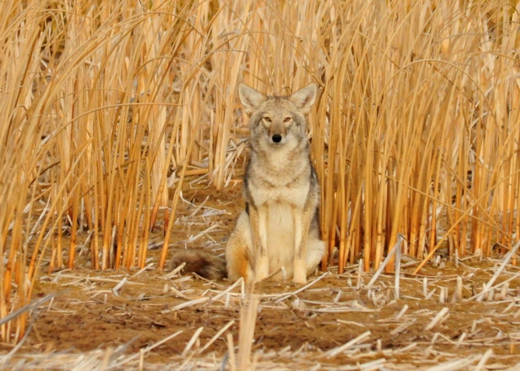 most dangerous predators in north america