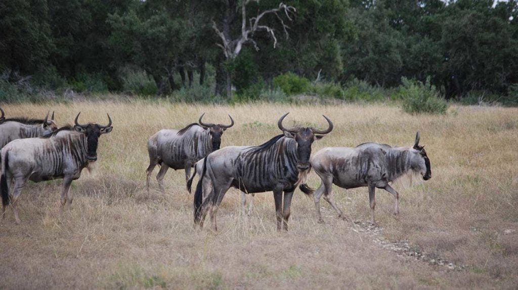 Double T Ranch in Real County, Texas