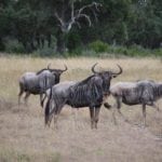 Double T Ranch in Real County, Texas
