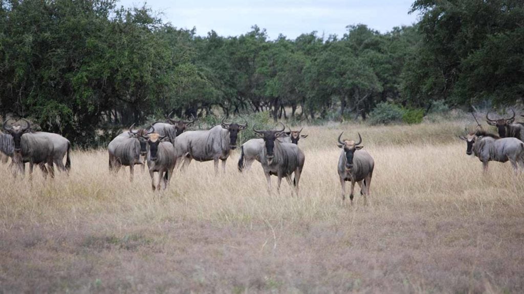 Double T Ranch in Real County, Texas