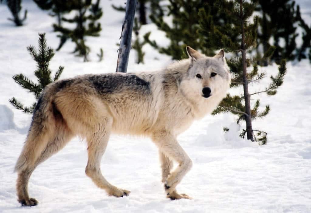 most dangerous predators in north america