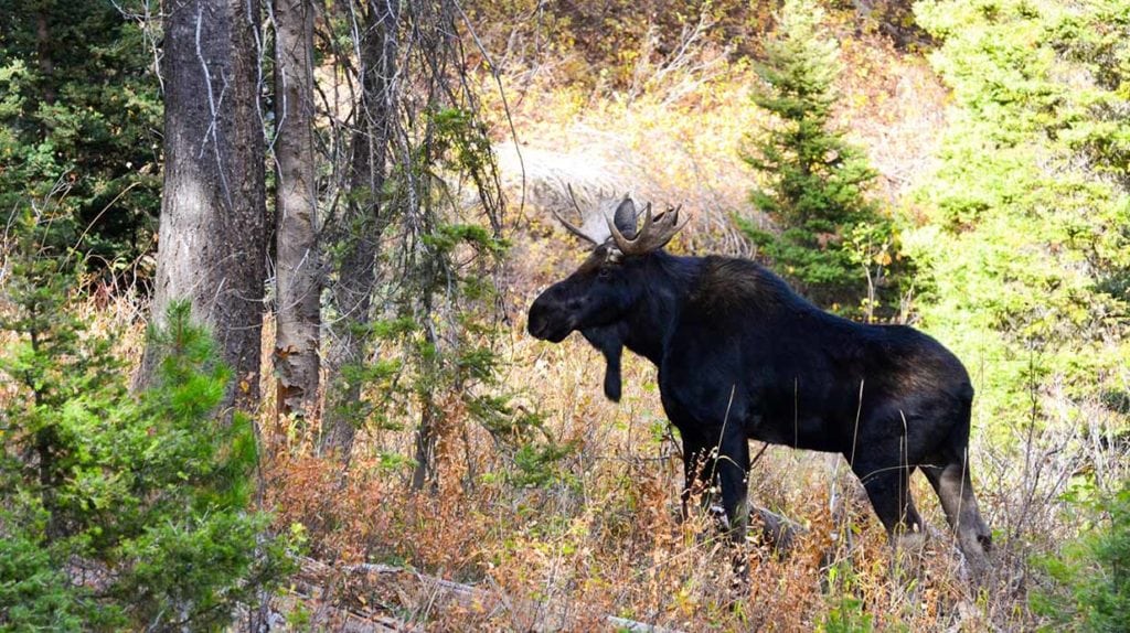 Moose on Teton Timbers Ranch near Driggs, Idaho