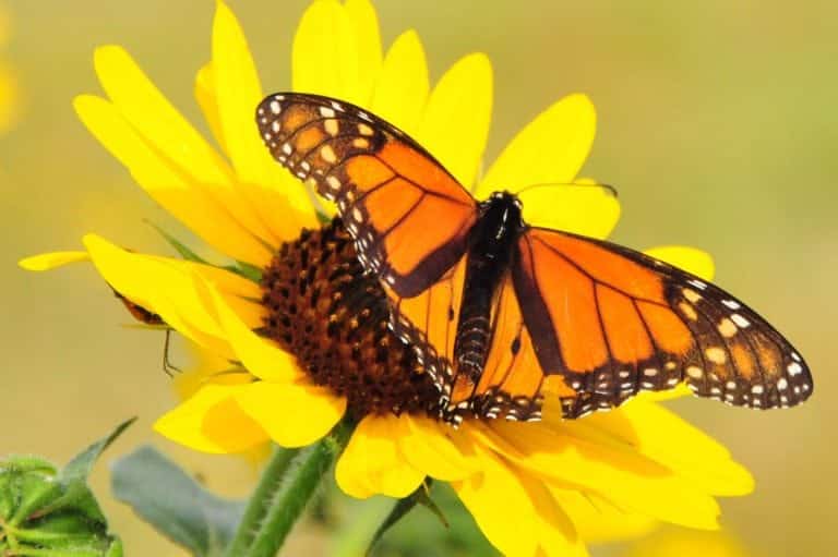 monarch butterfly migration