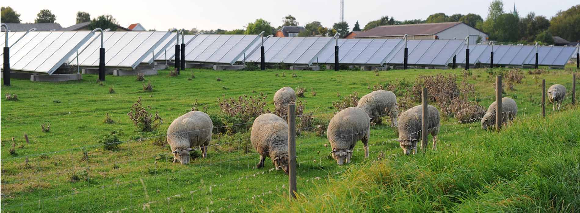 Solar farm with sheep