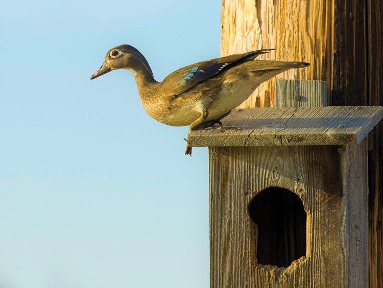 Duck sitting on artificial nest box