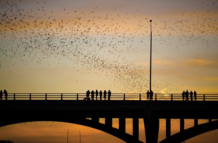 Bats flying at sunset