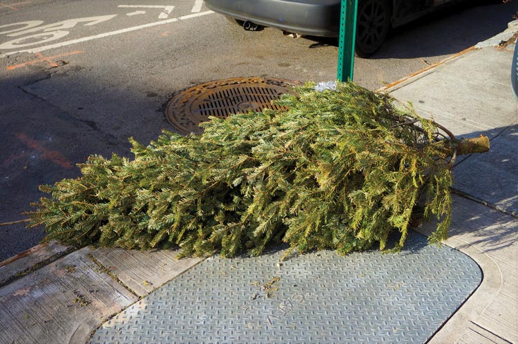 Discarded Christmas Tree