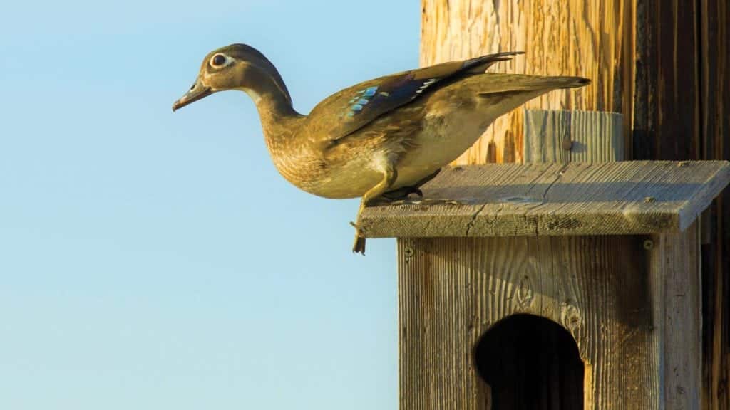 Duck sitting on artificial nest box