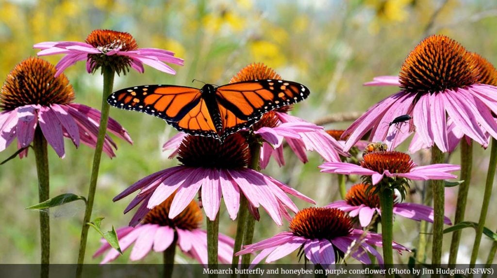 monarch butterfly migration