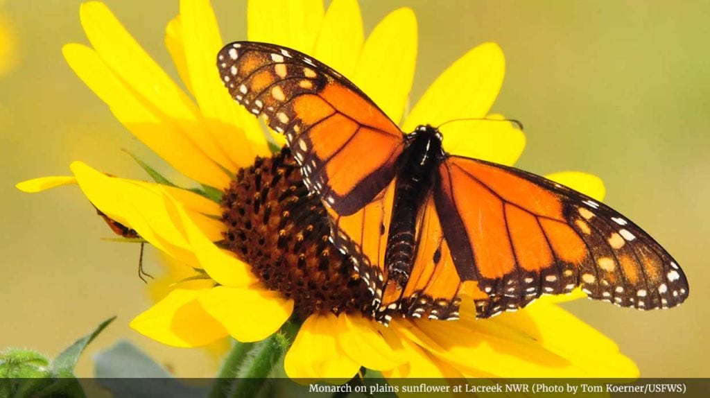 monarch butterfly migration