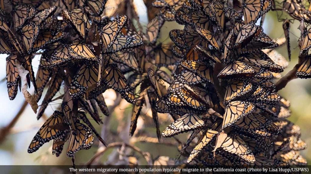 monarch butterfly migration