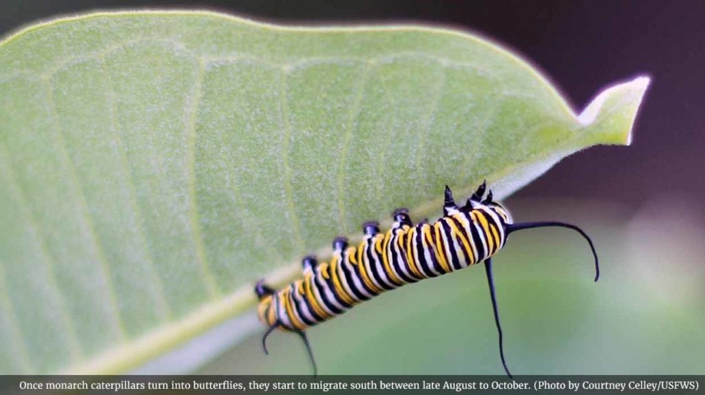 monarch butterfly migration