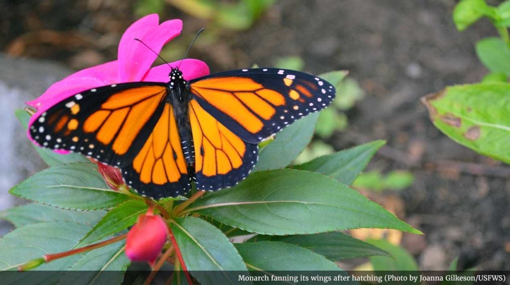 monarch butterfly migration