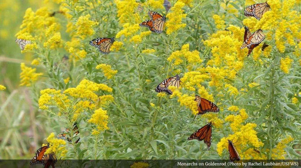 monarch butterfly migration