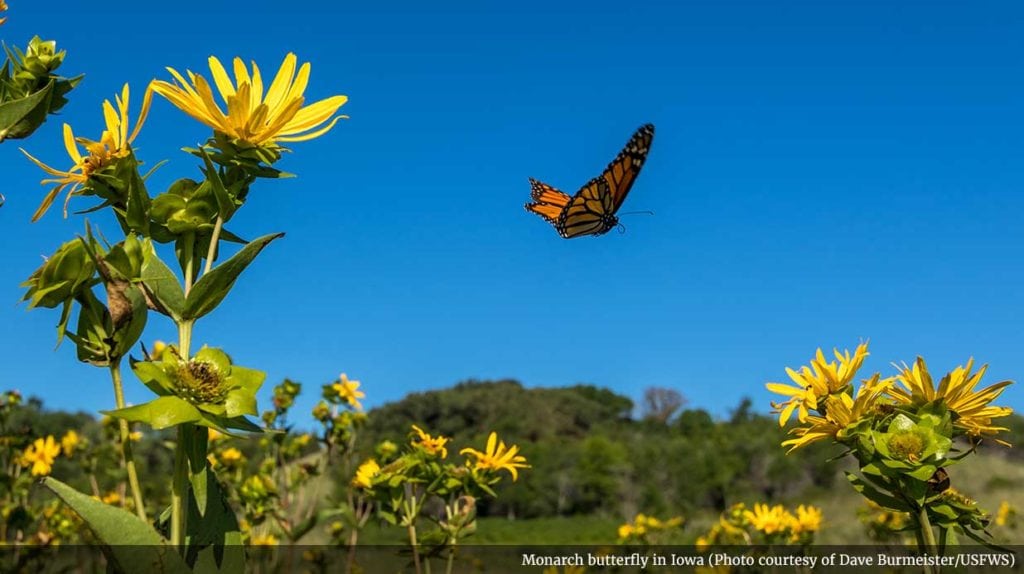 monarch butterfly migration