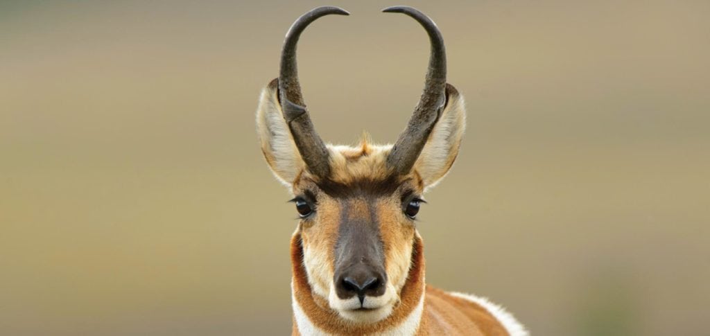 image of pronghorn antelope