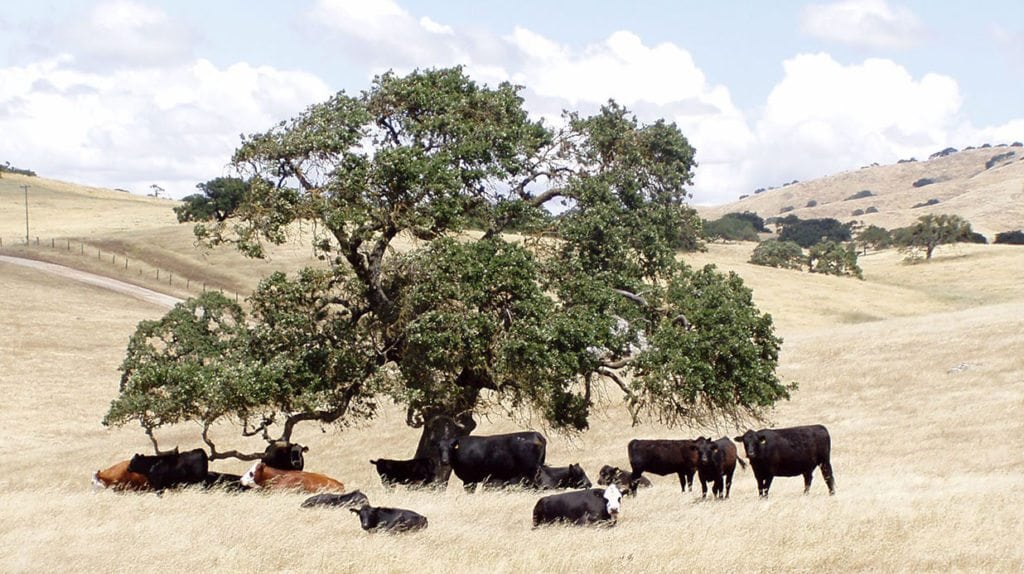 Rancho El Toro, Merced County sale