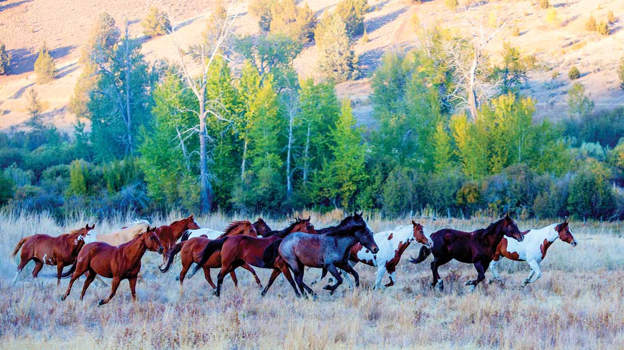 Antone Ranch, Wheeler County, Oregon sale