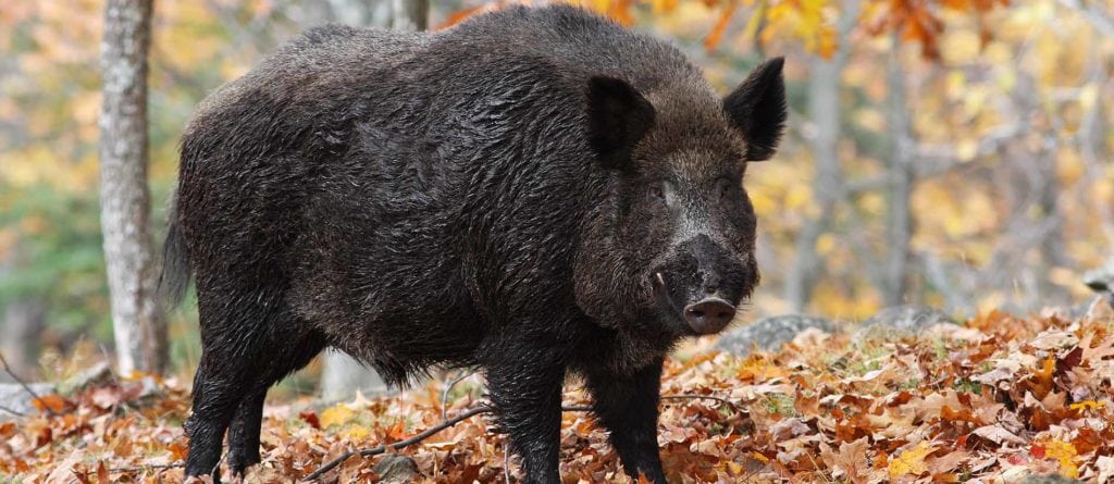 wild boar hunting tips