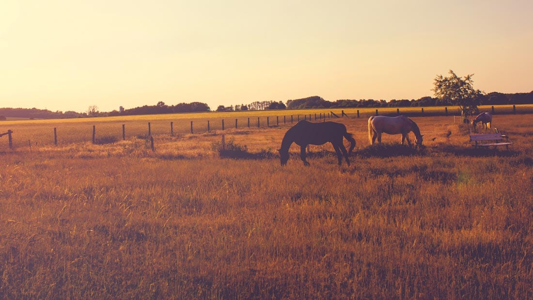 Horses grazing in a field