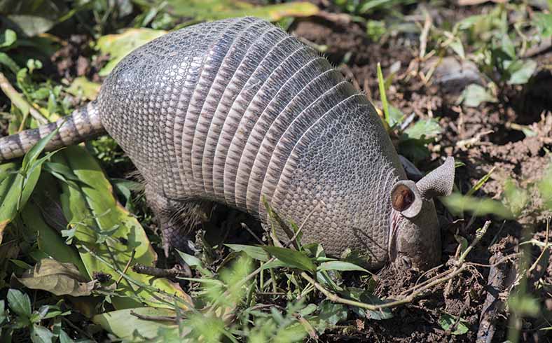 habitat for small mammals: armadillo foraging