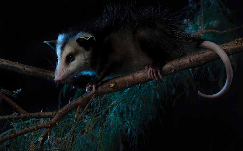 habitat for small mammals: opossum at night