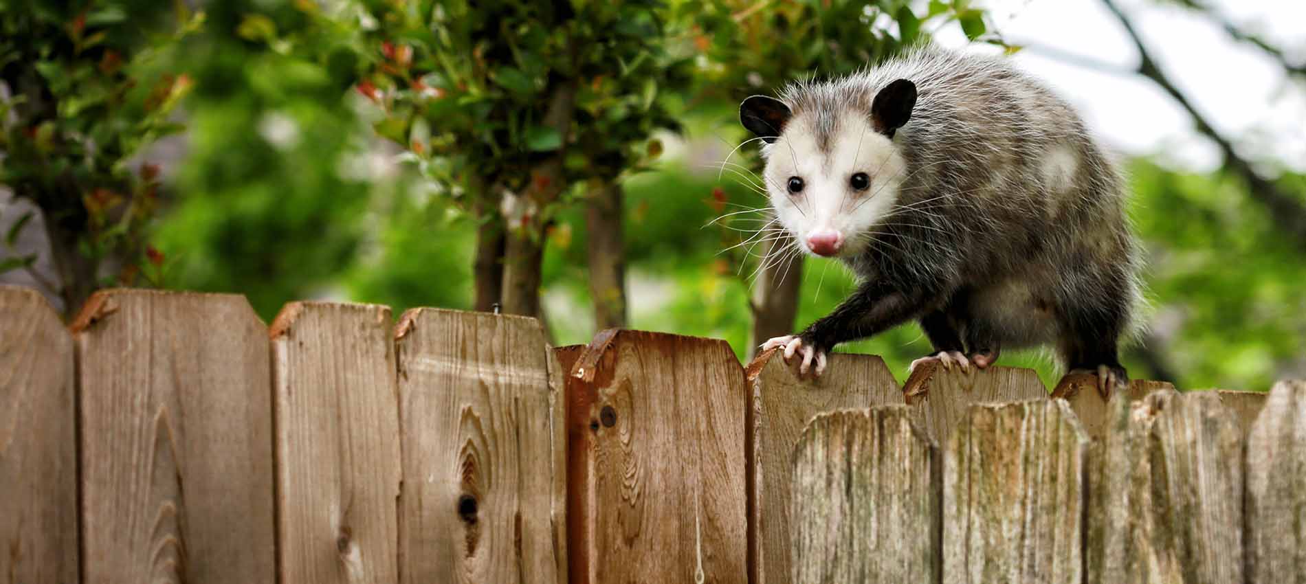 habitat for small mammals: opossum on fence