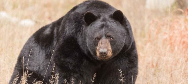 where to hunt big black bears