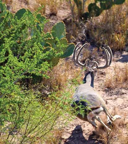 Aerial view of male deer running