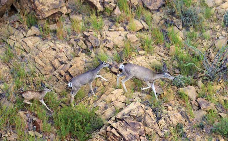 Aerial view of family of deer on rocks