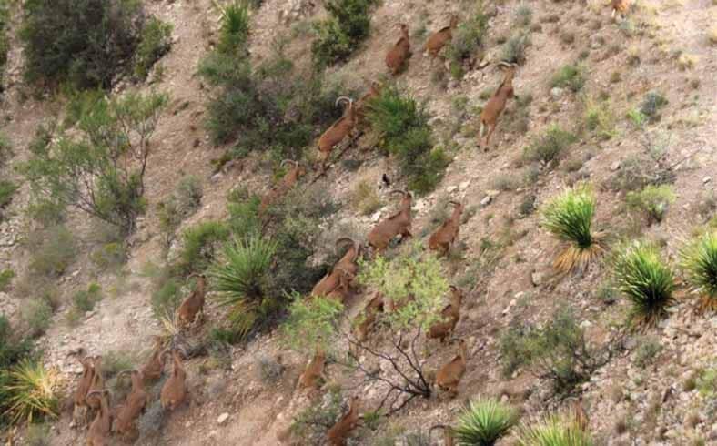 Aerial view of herd of deer