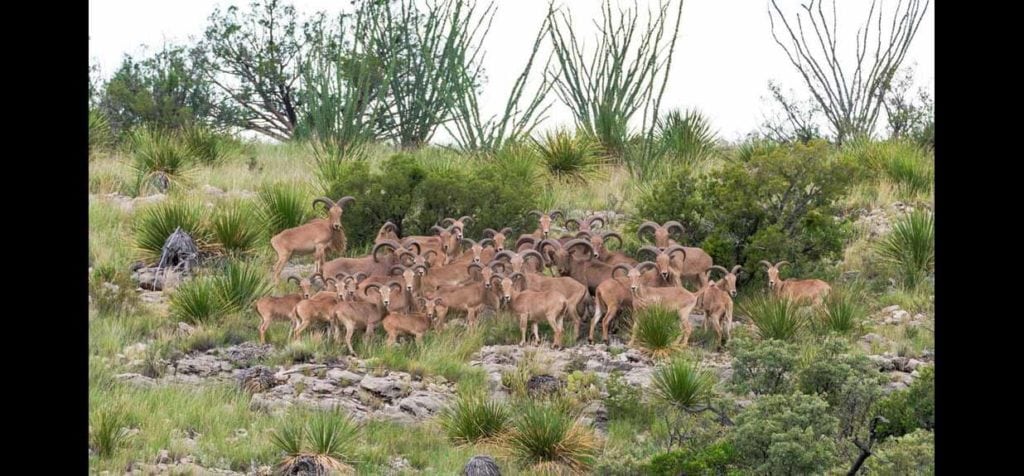 El Corazon De Crystal Ranch sale by Republic Ranches