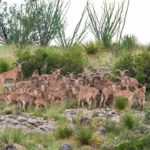 El Corazon De Crystal Ranch sale by Republic Ranches