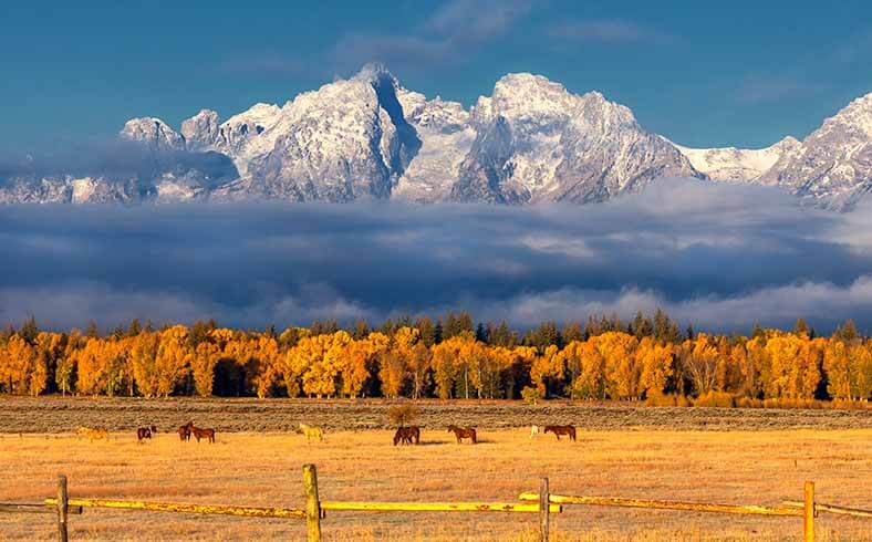 Image of horses beneath mountain range