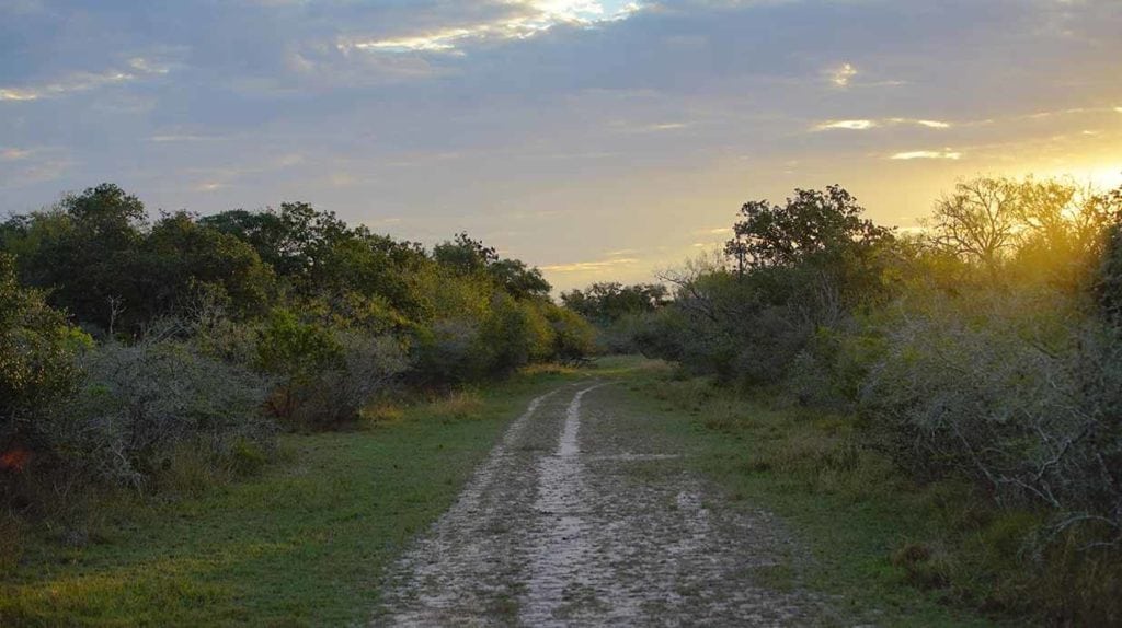 Medio Creek Ranch, Bee County, West & Swope Ranch sale