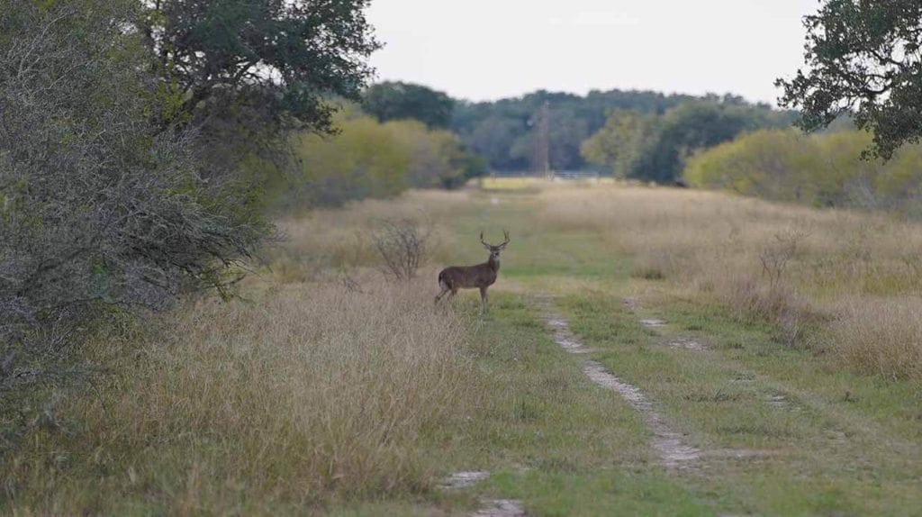 Medio Creek Ranch, Bee County, West & Swope Ranch sale