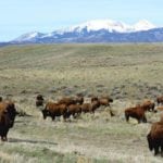 Wolf Springs Ranch, Colorado, Ranch Marketing Associates