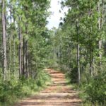 image of alabama timberland