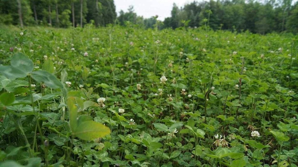 image of wildflowers in field in wisconsin