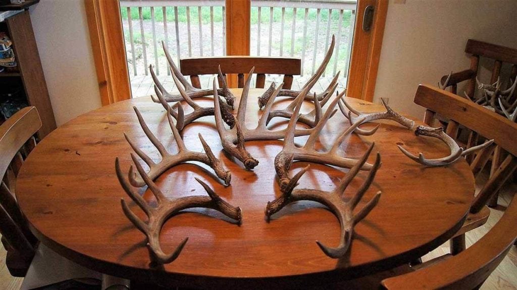 image of deer sheds on table