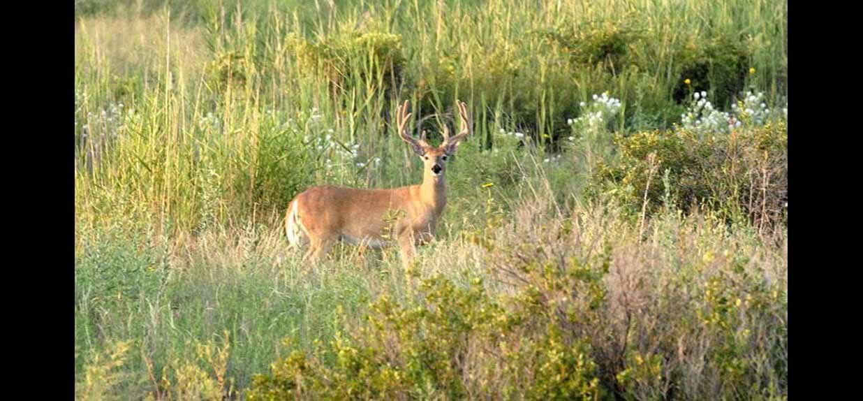 T. Boone Pickens Lists Texas Panhandle Ranch for 250 Million