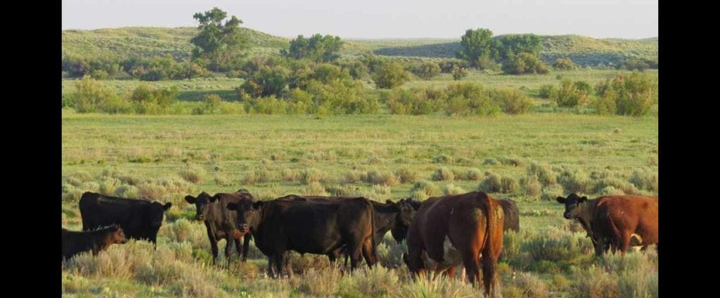 Cattle on White Ranch in Baca County, Colorado