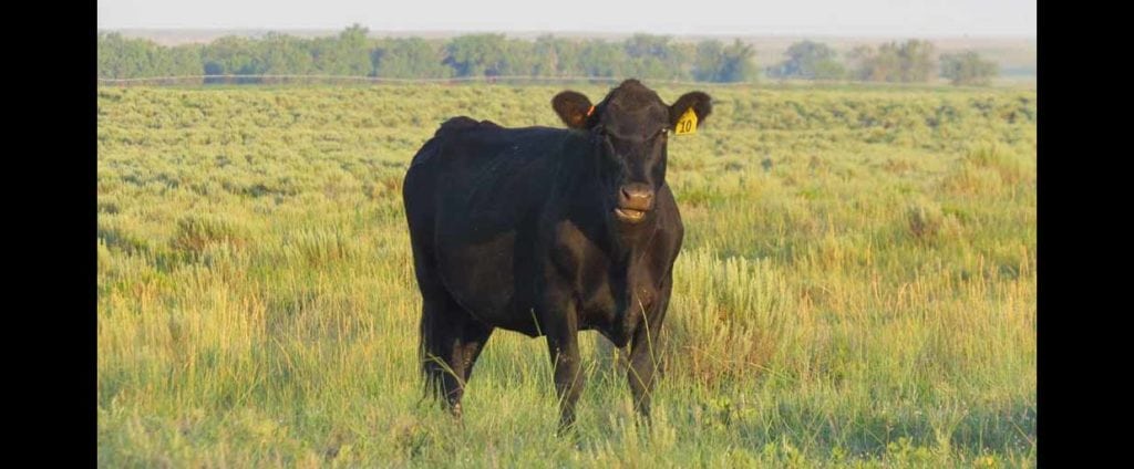 Cow on White Ranch in Baca County, Colorado