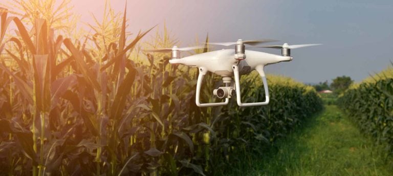 Image of drone in corn field