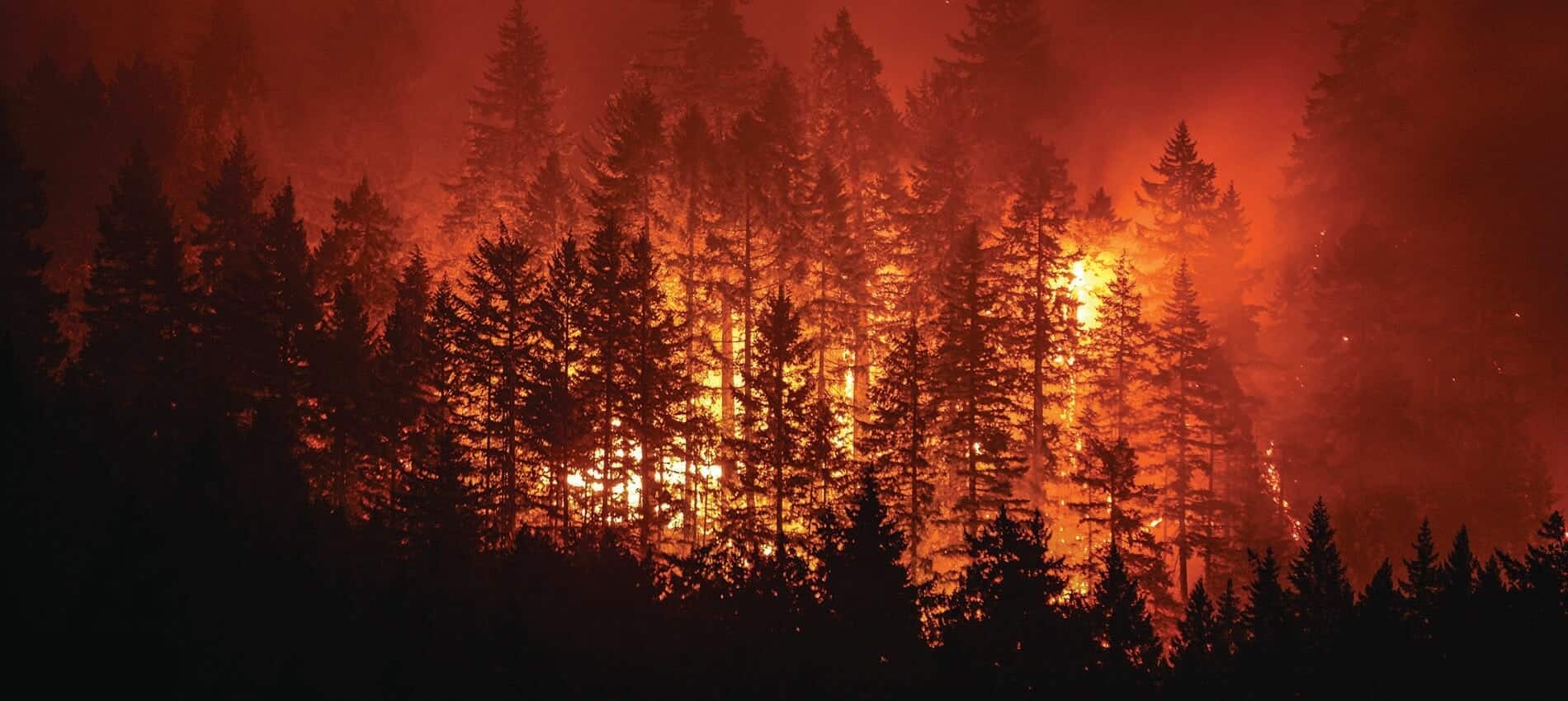 Picture of forest fire