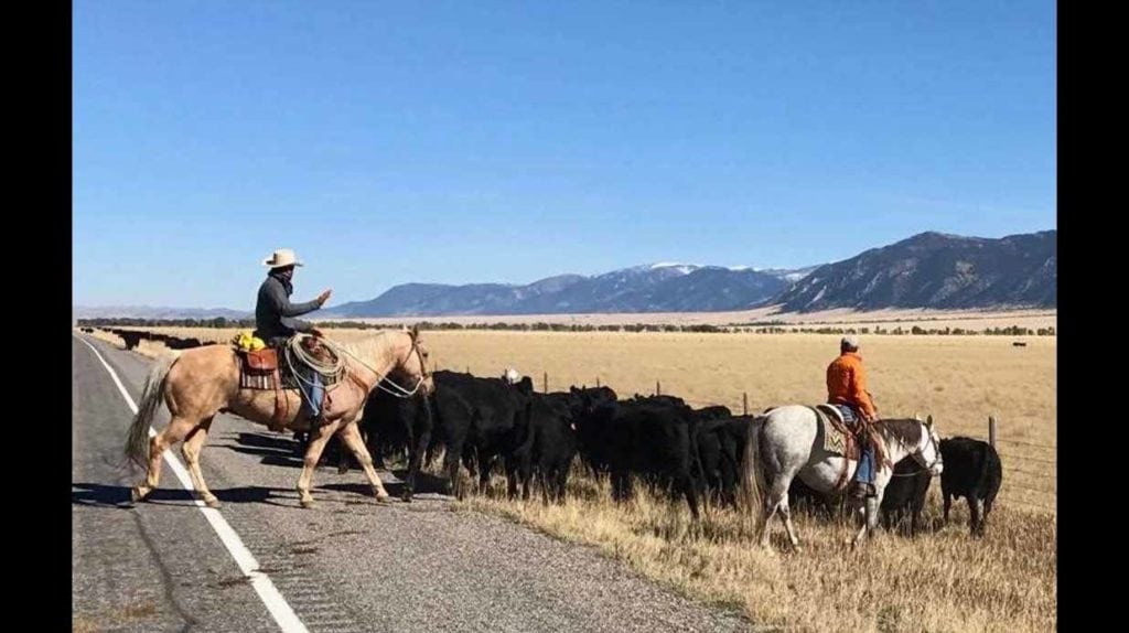 Cattle drive at Lone View Ranch, Montana