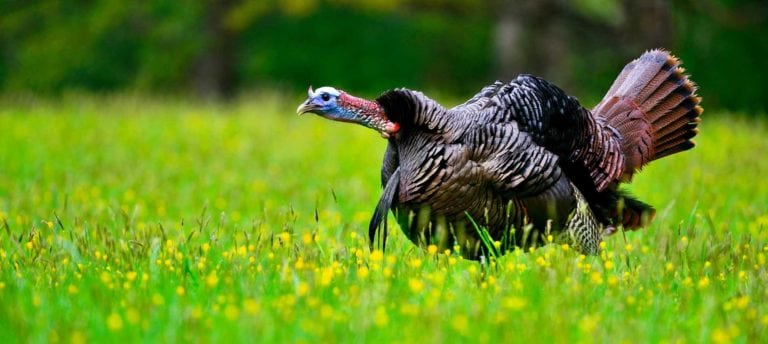 Image of Eastern wild turkey